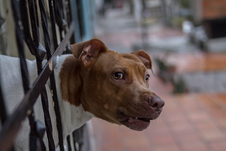 Pitbull looking through fence