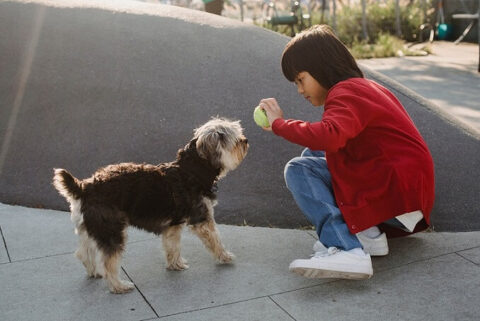 child playing with dog and ball