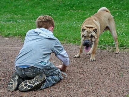 child kneeling and dog staring can sometimes lead to a dog biting a child