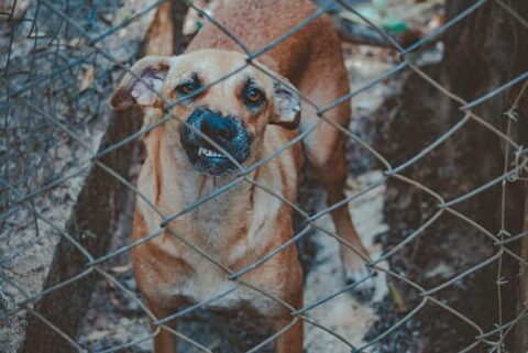 dog behind caged fence to find out more about dog bite settlements in new jersey