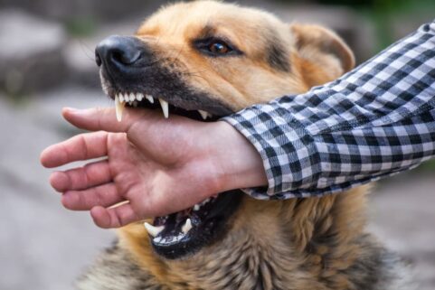 Understanding New Jersey's Strict Liability Law for Dog Bites