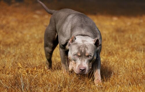 Are Pit Bulls Dangerous? Examining the Science and Statistics