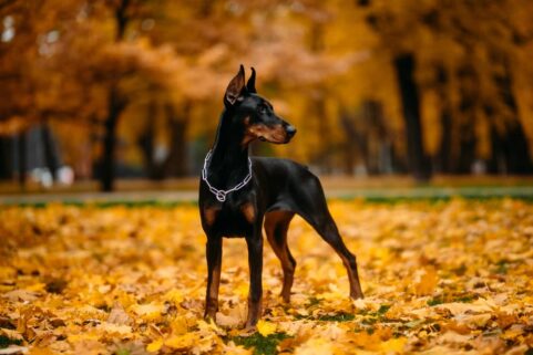 The Truth about Dobermans Separating Fact from Fiction on Their Dangerous Reputation