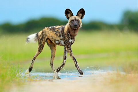 Are African Wild Dogs Dangerous?