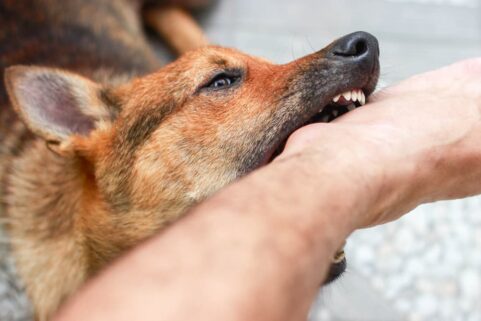 How to Treat a Dog Bite