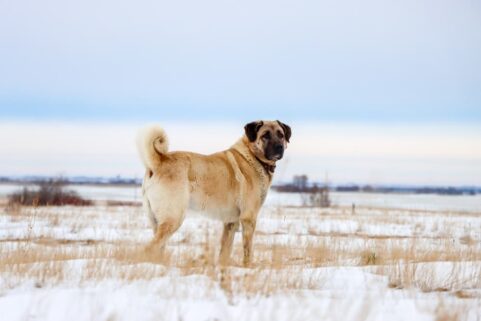 Are Kangal Dogs Dangerous