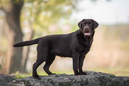 Are Labrador Retrievers Dangerous?