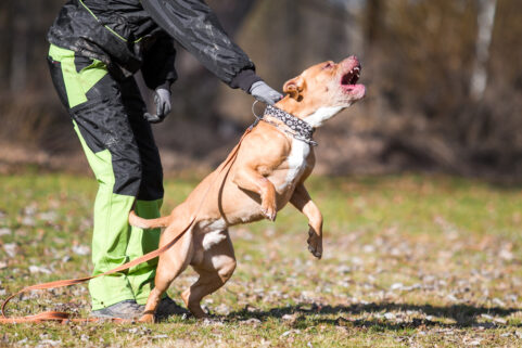Legal Insights on Pitbull Dog Attack Statistics