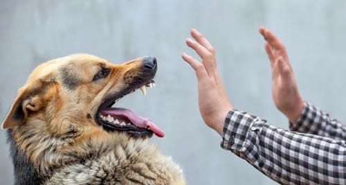 What Happens If My Dog Bites Someone? Legal Consequences